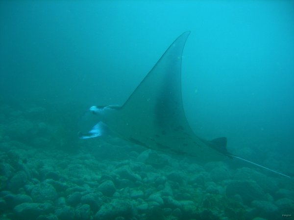 14- Une raie manta 